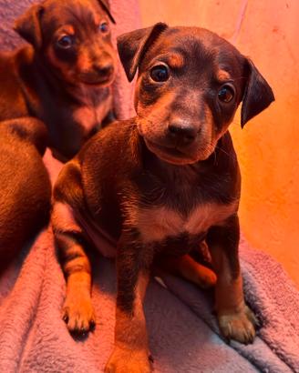Cuccioli Pinscher Nano con Pedigree ?