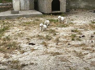 Cuccioli maremmano abruzzese XL