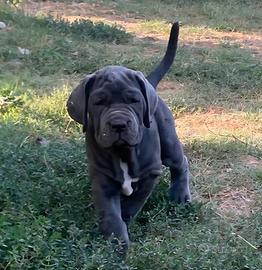 Mastino napoletano