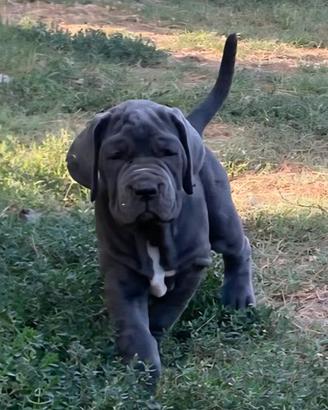 Mastino napoletano