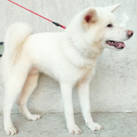 Cuccioli Cane Dog AKITA TOP Alta Genealogia Affare