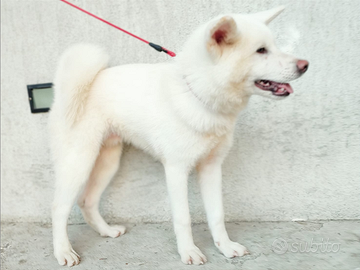 Cuccioli Cane Dog AKITA TOP Alta Genealogia Affare