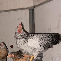 Gallo taglia piccola