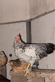 Gallo taglia piccola