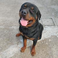 Rottweiler in adozione