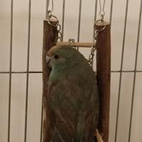 Kakariki
