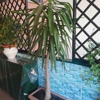 Pianta Tronchetto della Felicità Yucca elephantipe