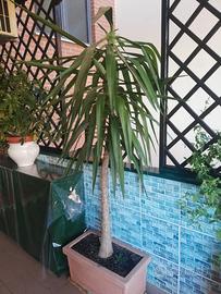 Pianta Tronchetto della Felicità Yucca elephantipe