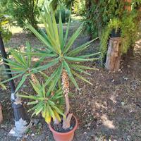 tronchetti della felicità 