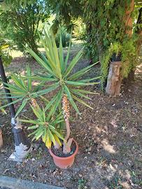 tronchetti della felicità 