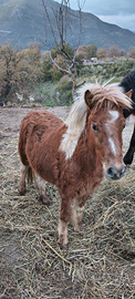 Puledro&Mini Pony