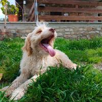 Disponibile cucciolo lagotto romagnolo