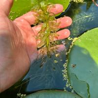 Mazzetti egeria densa