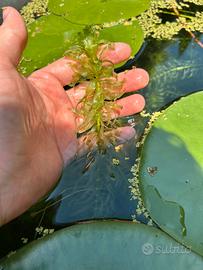 Mazzetti egeria densa