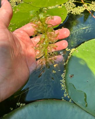 Mazzetti egeria densa