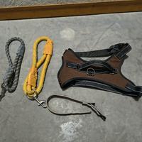 Set Guinzagli e collare per cani