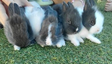 Cuccioli conigli Nano