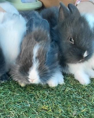 Cuccioli conigli Nano