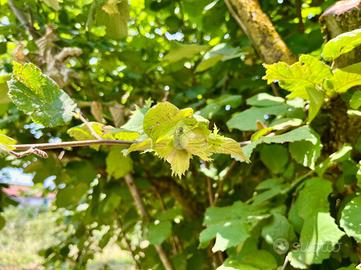 TER. AGRICOLO A SORIANO NEL CIMINO