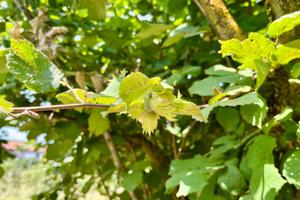 TER. AGRICOLO A SORIANO NEL CIMINO