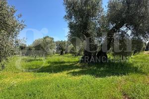 Terreno Agricolo Ostuni [Cod. rif 3311367VCG]