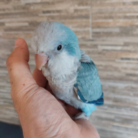 Parrocchetto monaco allevato a mano