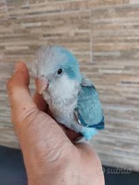 Parrocchetto monaco allevato a mano