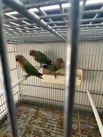 Pappagalli inseparabili
