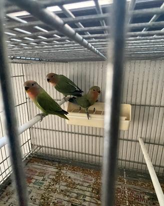 Pappagalli inseparabili