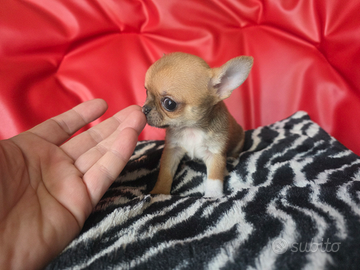 Chihuahua femmina peso max adulta 1.5kg 80 giorni