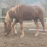 Cavalla haflinger x arabo