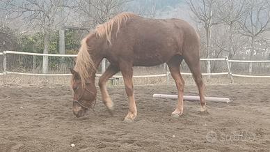 Cavalla haflinger x arabo