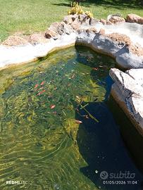 Carpe koi