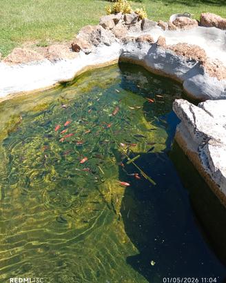 Carpe koi