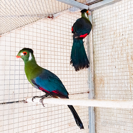 Coppia turaco leucotis