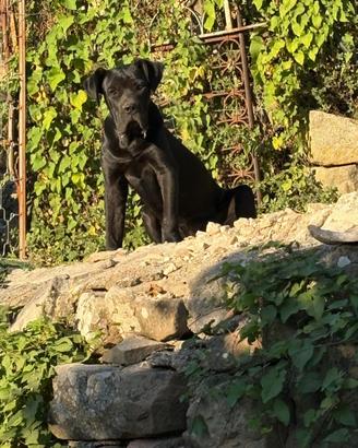 Cane Corso