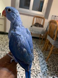 Pulli parrocchetti dal collare