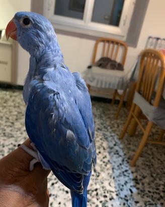Pulli parrocchetti dal collare