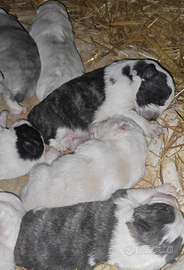 Alabai Patou Caucaze