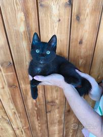 Gattina