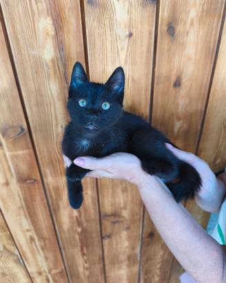 Gattina