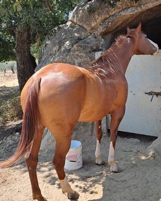 Cavalla paint con certificati e gravida