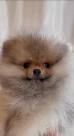 Spitz di Pomerania