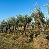Piante di ulivo per il giardino