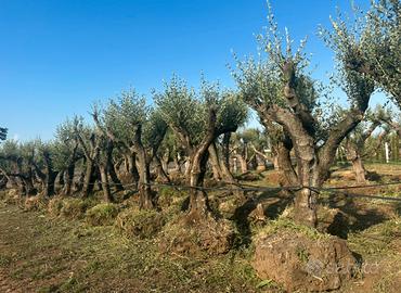 Piante di ulivo per il giardino
