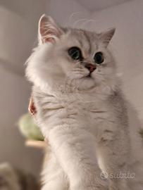 British Longhair allevamento Tirabaci