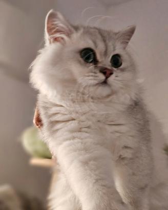 British Longhair allevamento Tirabaci