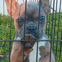 French bulldog esotico