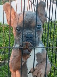 French bulldog esotico