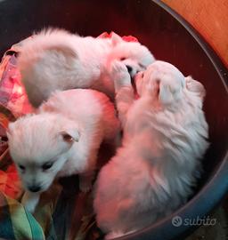 Cucciole di volpino bianco , spitz